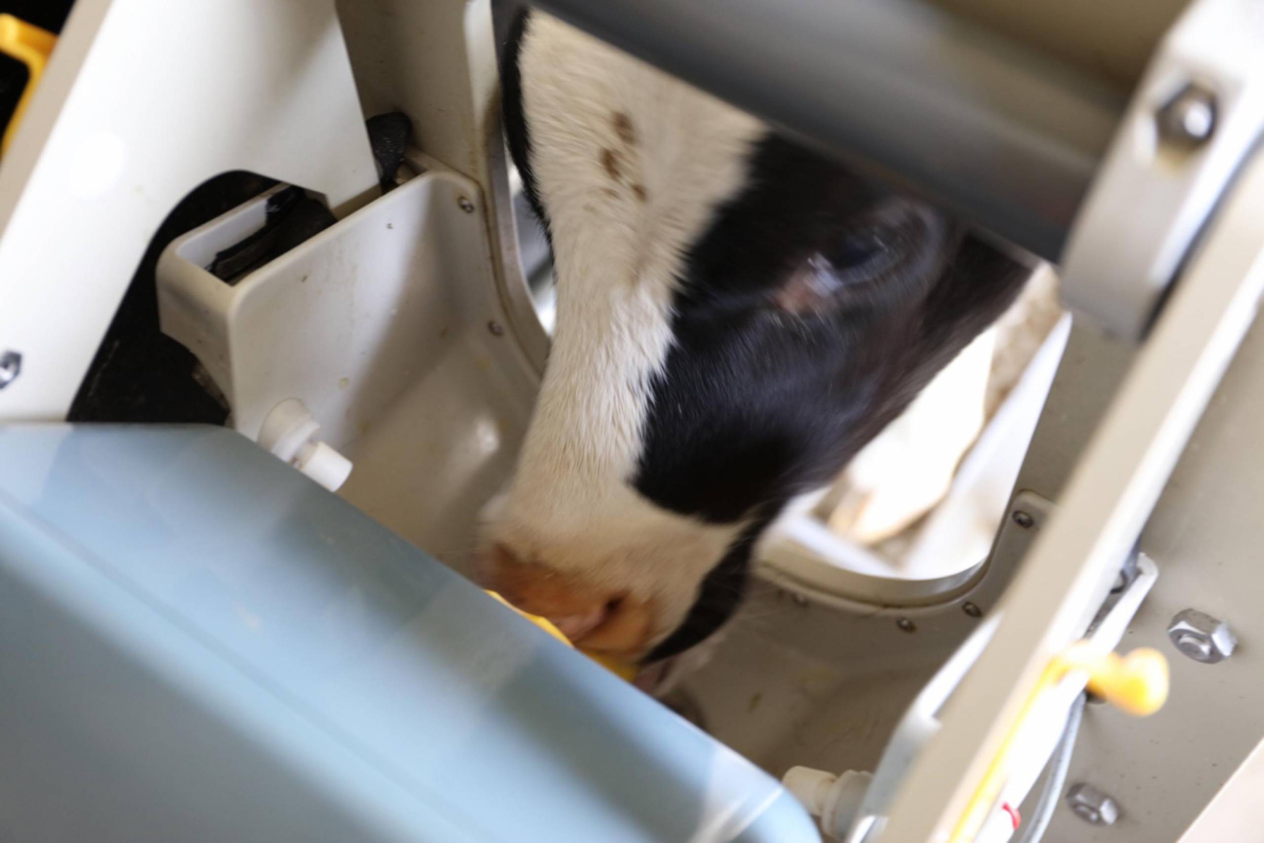 Der VARIO smart Kälbertränkeautomat erkennt jedes Kalb durch einen Transponder oder eine Ohrmarke und ermöglicht eine selbstständige Tränkeaufnahme via Hygienebox. So wird das natürliche Trinkverhalten simuliert und eine optimale, altersgerechte Fütterung gewährleistet.